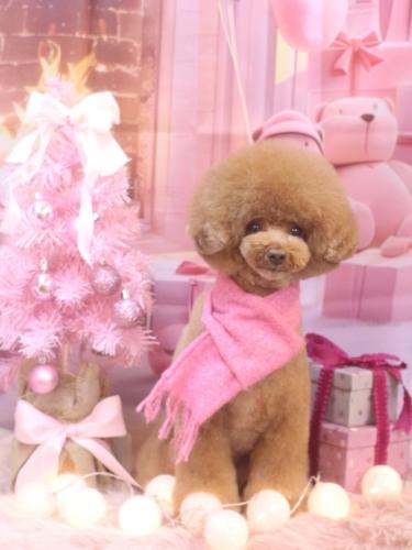 20241220こじろうくん